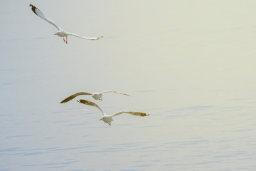 Three seagulls flying.