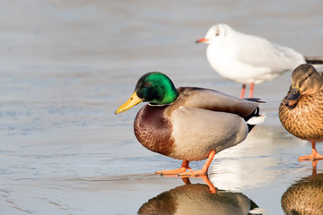 Close-up of a Wild Duck Bird, Mallard Duck (Anas platyrhynchos)