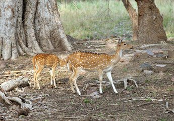 The cheetal deer in Ranthambore National Park