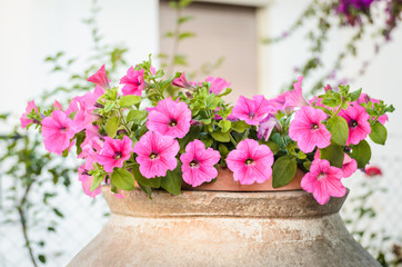 Amphora with flowers