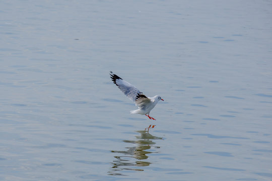 Seagull on the sea.