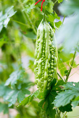 Wild Bitter Gourd, Bitter Cucumber,Bitter Gourd in garden.