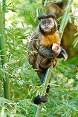 Howler monkey eating a apple in a bamboo, at Cantareira park, Sao Paulo, Brazil