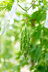 Wild Bitter Gourd, Bitter Cucumber,Bitter Gourd in garden.