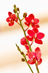 Naklejka na ściany i meble Bunch of red orchid flowers