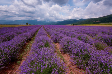 Naklejka na ściany i meble Daily cloudy landscape with lavender in the summer at the end of June. Contrasting colors, beautiful clouds, dramatic sky.