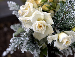 Stillleben Rosen