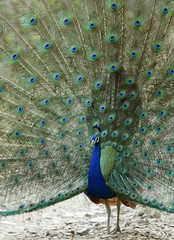 Peacock, Ranthambore National Park
