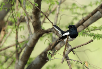 The Oriental Magpie-Robin perched on a tree, Ranthambore National Park