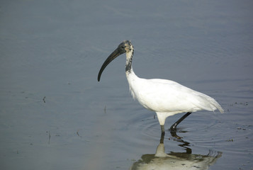 Black-headed Ibis is also called as Oriental white Ibis