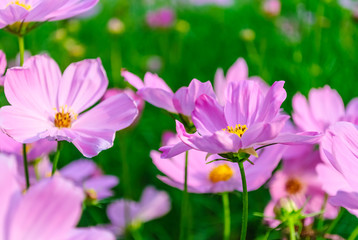 Cosmos flowers