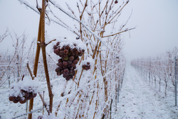 Reben im Winter