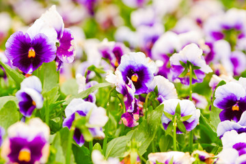 Garden with purple orchids and leaves