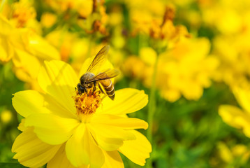 Bee harvesting for honey from the pollen of Cosmos