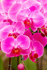 Fototapeta na wymiar Bunch of pink orchid flowers
