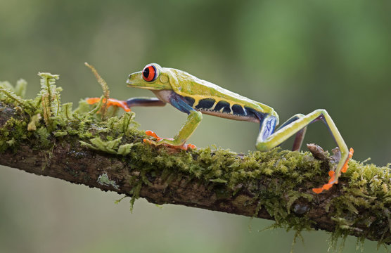 Red-eyed tree frog walking on a branch (Agalychnis callidryas), Costa Rica