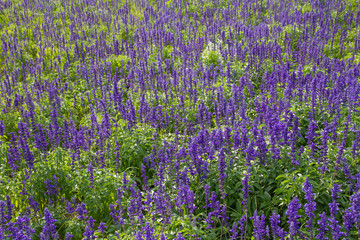 Obraz premium purple lavender flowers