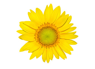 Sunflower isolated on white background