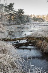 winter landscape with trees and water