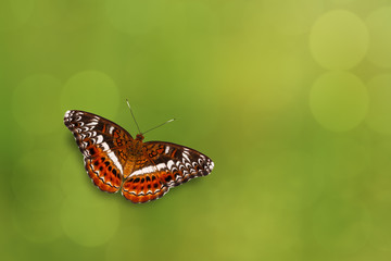 Commander butterfly flying with green background