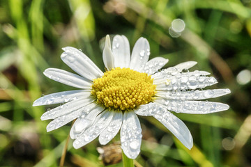 Gaenseblümchen 2016 - 01
