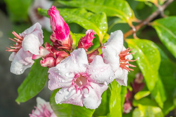 Pink flowers, Climbing Oleander, Strophanthus gratus (Wall. & Ho