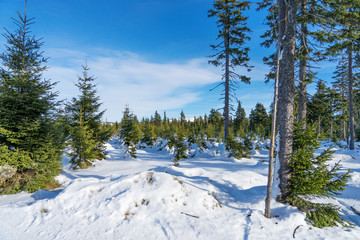 Obraz na płótnie Canvas Beautiful winter landscape with fir trees - winter wonderland