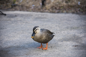 カモ