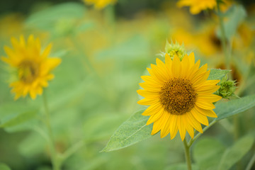 Yellow flower with green background