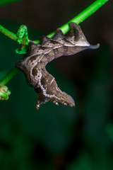 Elephant Hawk Moth (Deilephila elpenor) bending itself into L shape, lifting its head on a green stem diagonally inside a forest located at Bukit Bandaraya, Shah Alam, Selangor