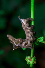 Elephant Hawk Moth (Deilephila elpenor) bending itself into L shape, lifting its head on a green stem vertically inside a forest located at Bukit Bandaraya, Shah Alam, Selangor