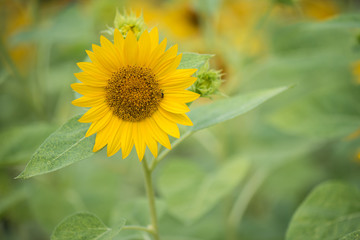 Yellow flower with green background