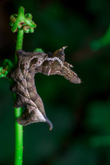 Elephant Hawk Moth (Deilephila elpenor) bending itself into L shape, lifting its head on a green stem vertically inside a forest located at Bukit Bandaraya, Shah Alam, Selangor