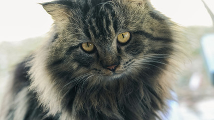 Persian cat with beautiful hair