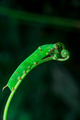 Pale Brown Hawk Moth Caterpillar (Theretra latreillii) with one tail have a rest and stay still on a green spiral twig with dark, blurry and soft background