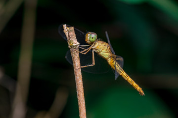 The female Red Grasshawk, also known as Common Parasol, and Grasshawk dragonfly (Neurothemis Fluctuans), descend on a twig with dark and blur background