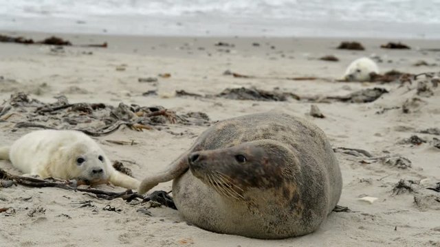 grey seal mother with pup 11236
