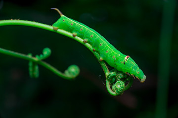 Pale Brown Hawk Moth Caterpillar (Theretra latreillii) with one tail lifting its head and have a rest and stay still on a green spiral twig with dark, blurry and soft background