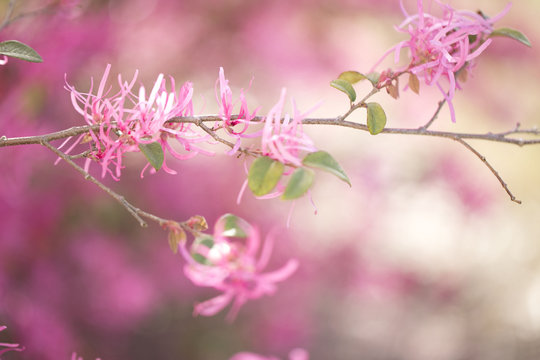 pink witch-hazel