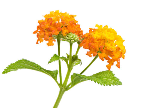 Isolated Lantana Flower Blossoms