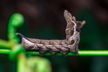 Right view of Elephant Hawk Moth (Deilephila elpenor) bending itself into L shape, lifting its head on a green stem horizontally inside a forest located at Bukit Bandaraya, Shah Alam, Selangor