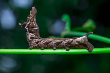 Left view of Elephant Hawk Moth (Deilephila elpenor) bending itself into L shape, lifting its head on a green stem horizontally inside a forest located at Bukit Bandaraya, Shah Alam, Selangor