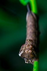 Front view of Elephant Hawk Moth (Deilephila elpenor) bending itself into L shape, lifting its head on a green stem horizontally inside a forest located at Bukit Bandaraya, Shah Alam, Selangor