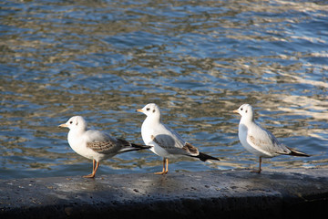 Trois mouettes au soleil du matin au bord de la Seine à Paris