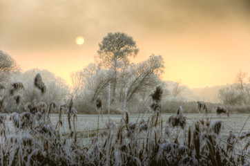 Sunset on a foggy winter day with frosted trees