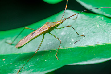 A green, brown Assasin bugs (Reduviidae) crawling on a green leaf isolated with dark and black background