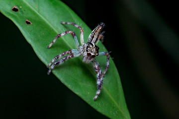 Female Pancorius Jumper (Pancorius cf. magnus) Jumping Spider stay still on a green leaf