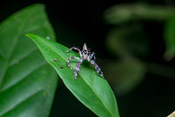 Female Pancorius Jumper (Pancorius cf. magnus) Jumping Spider stay still on a green leaf