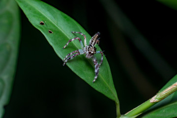 Female Pancorius Jumper (Pancorius cf. magnus) Jumping Spider stay still on a green leaf