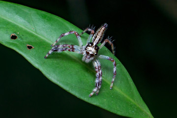 Female Pancorius Jumper (Pancorius cf. magnus) Jumping Spider stay still on a green leaf